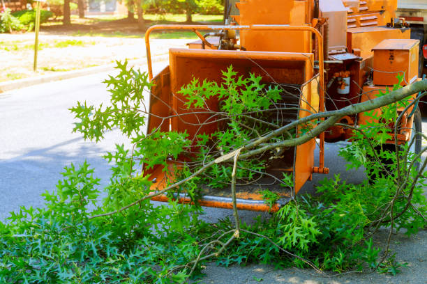 Best Weed Control  in Dorneyville, PA